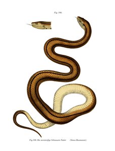 Snake