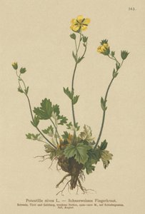 Snow Cinquefoil
