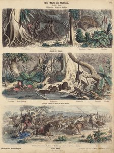 South America: jungle in Brazil; riverbank in Guiana; Indians surprising Gauchos on the Pampas and making off with their herd of cattle by German School