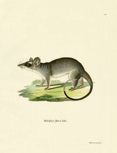 Southeastern Four-eyed Opossum