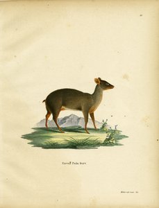 Southern Pudu by German School