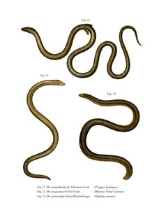 Southern Scaly Foot