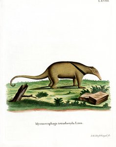 Southern Tamandua