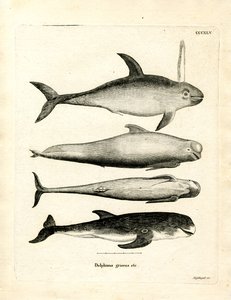 Species of Dolphins by German School