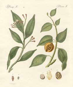 Spices by German School