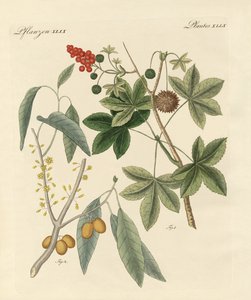 Spicy Plants
