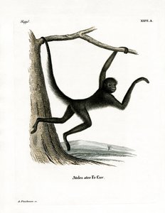 Spider Monkey by German School