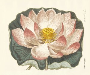 Splendid Flowers