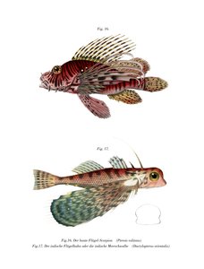 Spotfin Lionfish