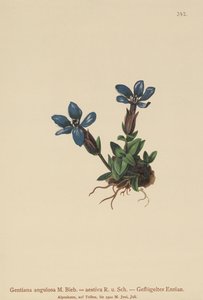 Spring Gentian