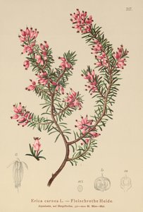 Spring Heath by German School
