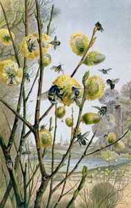 Spring in the Insect World, plate from Brehms Tierleben