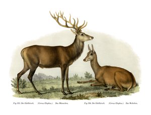 Stag