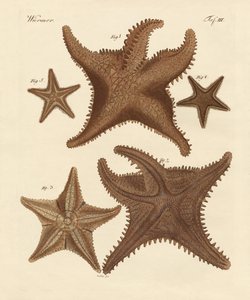 Starfish