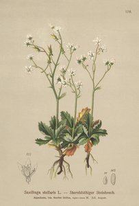 Starry Saxifrage by German School