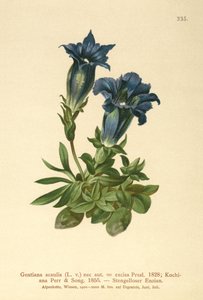 Stemless Gentian