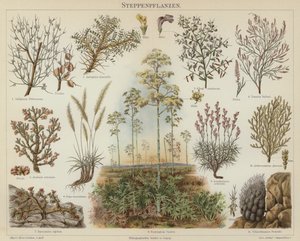 Steppe plants by German School