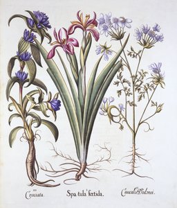 Stinking Iris, Orlaya, and Crosswort Gentian, from Hortus Eystettensis by German School