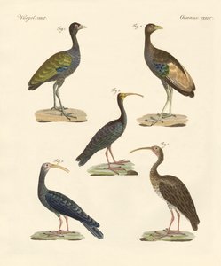 Strange Brazilian Birds by German School
