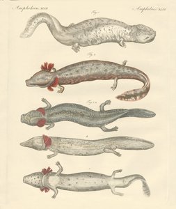 Strange Amphibians by German School