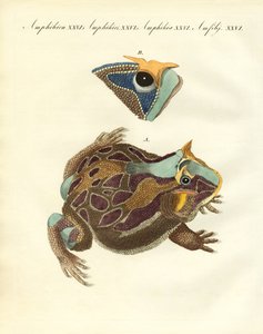 Strange Amphibians by German School