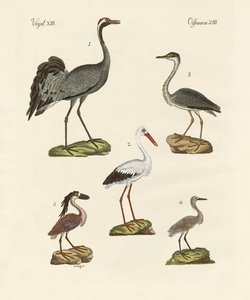 Strange Beach Birds