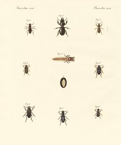 Strange beetles by German School