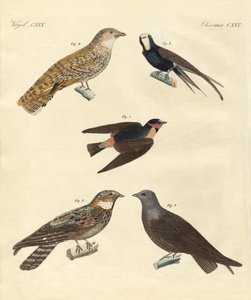 Strange birds