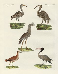 Strange Birds by German School