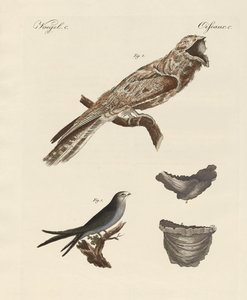 Strange Birds