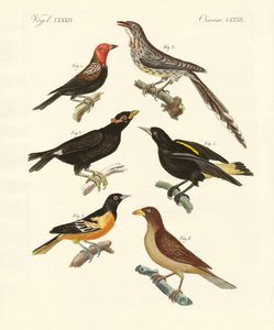Strange birds