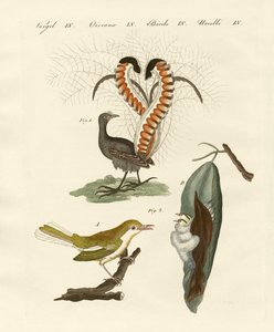 Strange birds