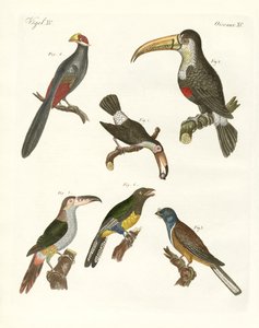 Strange Birds by German School