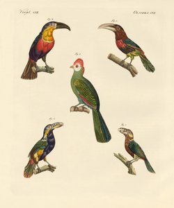 Strange Climbing Birds by German School
