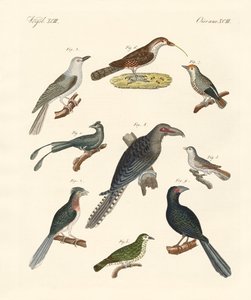 Strange climbing birds