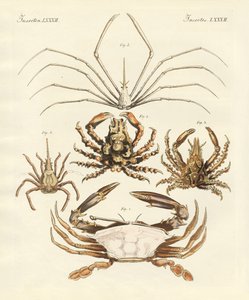 Strange crabs by German School