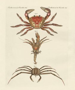 Strange Crabs by German School