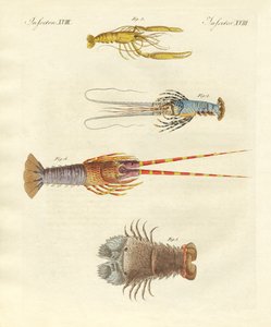 Strange Crabs