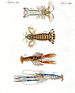 Strange Crabs