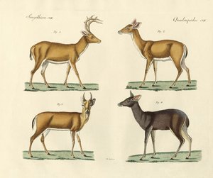 Strange Deers