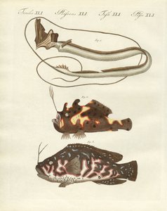 Strange Fish by German School