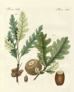 Strange Foreign Oaks