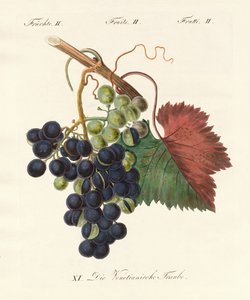 Strange Fruits by German School