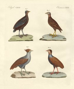 Strange hen-like birds by German School