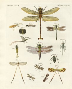 Strange insects by German School