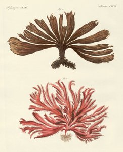 Strange Kinds of Seaweed