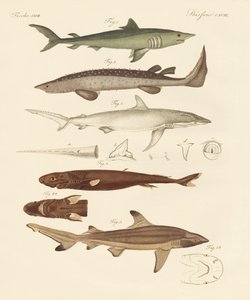Strange kinds of sharks by German School