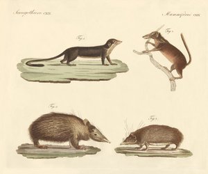 Strange mammals