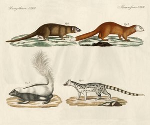 Strange Mammals by German School