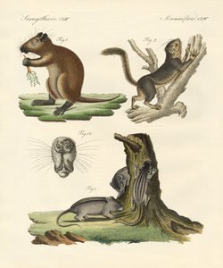 Strange Mammals